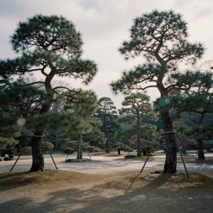 Scout's Japan View 1099