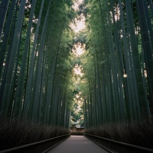 Scout's Japan View 1155