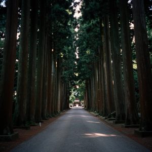 Scout's Japan View 1164