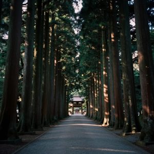 Cinematic shot of a cedar-lined gravel path leading to a torii gate, Koyasan
